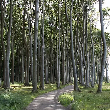 Dorothee 1 * 오스치바드 닌하겐